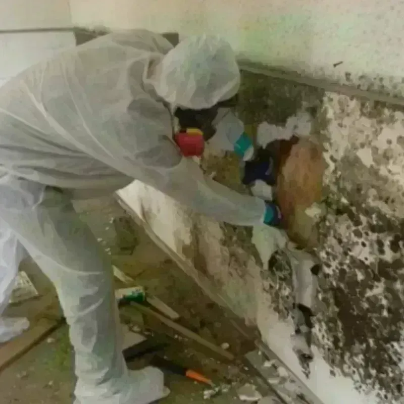 Mold Remediation and Removal in Silver Bay, MN